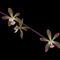 Encyclia alata