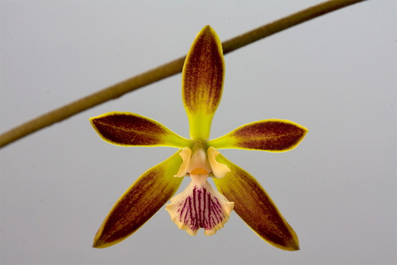 Encyclia alata