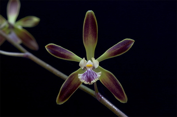 Encyclia alata