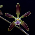 Encyclia alata