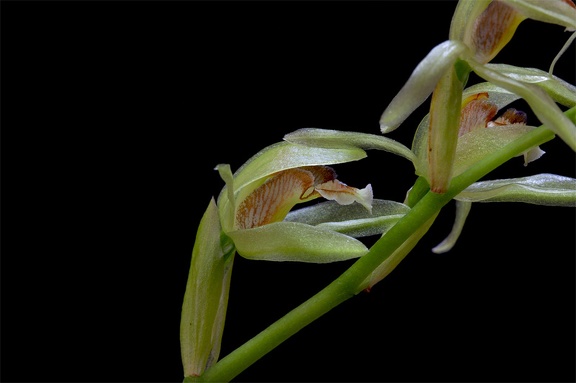 Coelogyne chloroptera