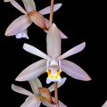 Coelogyne flaccida