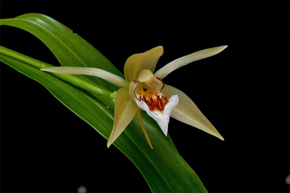 Coelogyne lawrenceana