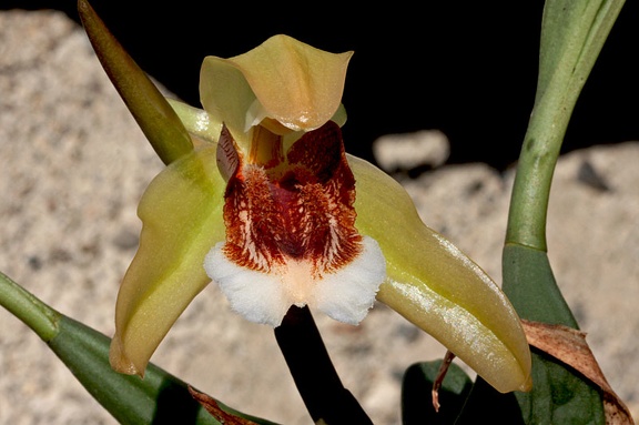 Coelogyne speciosa