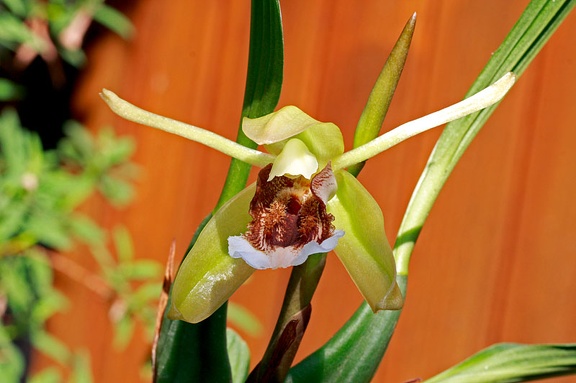 Coelogyne speciosa