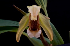 Coelogyne speciosa