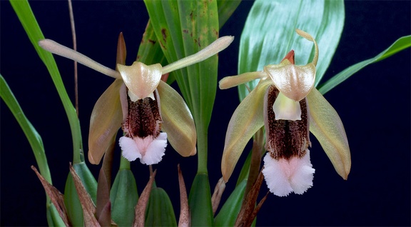 Coelogyne speciosa