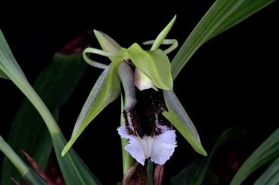 Coelogyne speciosa subsp. speciosa