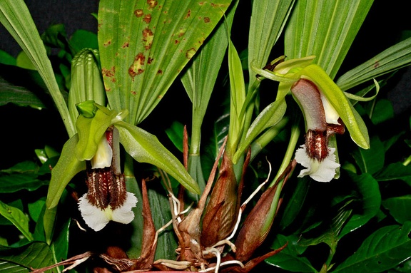 Coelogyne speciosa subsp. speciosa