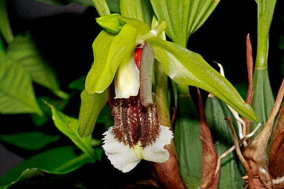 Coelogyne speciosa subsp. speciosa