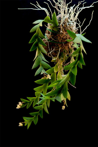 Dendrobium_acinaciforme1.jpg