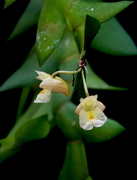 Dendrobium acinaciforme