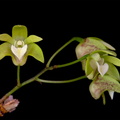 Dendrobium adae