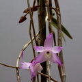 Dendrobium aduncum