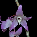 Dendrobium aduncum