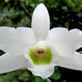 Dendrobium_amoenum2.jpg