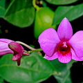 Dendrobium_biggibum2.jpg