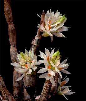 Dendrobium bracteosum