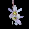 Dendrobium chameleon