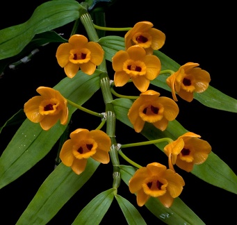 Dendrobium chrysanthum