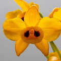 Dendrobium chrysanthum