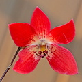 Dendrobium_cinnabarinum1.jpg