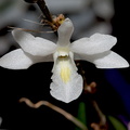 Dendrobium_crumenatum1.jpg