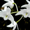 Dendrobium_delicatum2.jpg