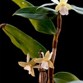 Dendrobium_derryi2.jpg