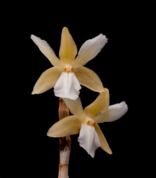 Dendrobium_derryi4.jpg