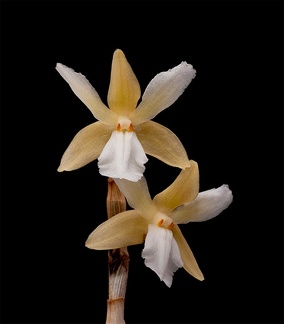 Dendrobium derryi