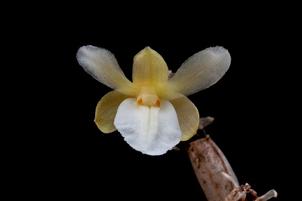 Dendrobium derryi