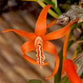 Dendrobium dickasonii