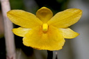 Dendrobium dixanthum