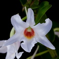 Dendrobium_draconis3.jpg