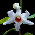 Dendrobium_draconis5.jpg