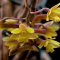Dendrobium_epidendropsis6.jpg