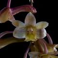 Dendrobium epidendropsis