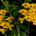 Dendrobium_fimbriatum_oculatum1.jpg