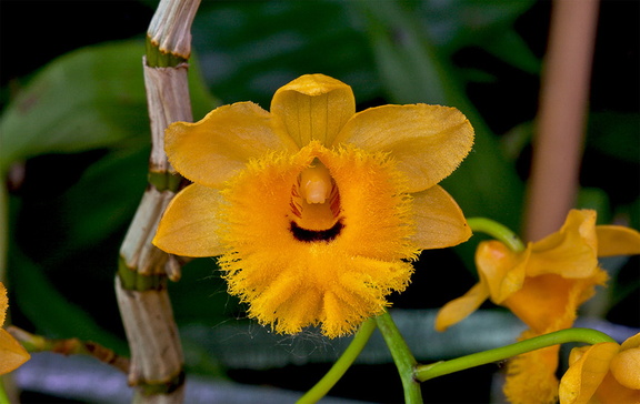 Dendrobium fimbriatum var. oculatum