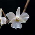 Dendrobium_fytchianum1.jpg