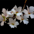 Dendrobium_fytchianum2.jpg
