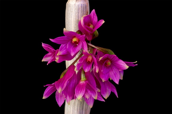 Dendrobium goldschmidtianum