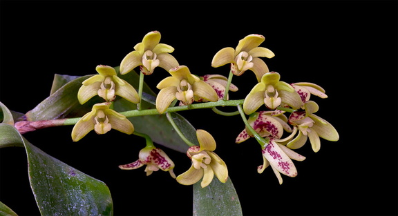 Dendrobium gracilicaule