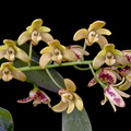 Dendrobium gracilicaule