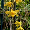 Dendrobium hancockii
