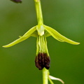 Dendrobium hemimelanoglossum