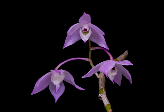 Dendrobium hercoglossum