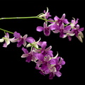 Dendrobium hybride