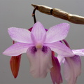 Dendrobium intricatum